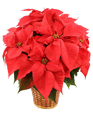 Poinsettia