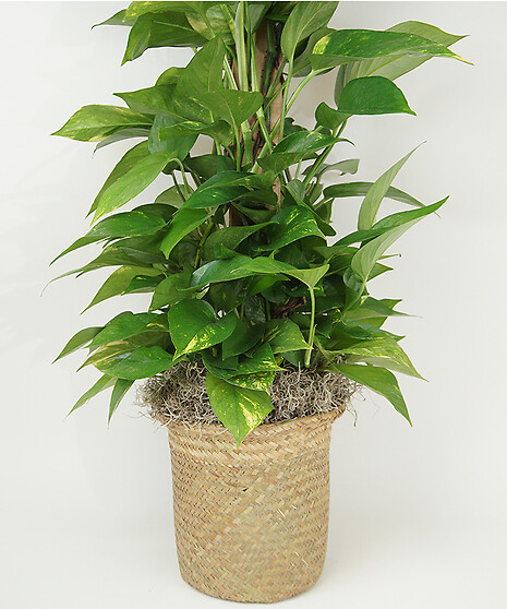 Pothos Pole