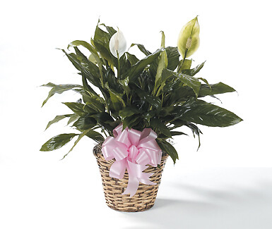 Peace Lily (10 Inch Planter)