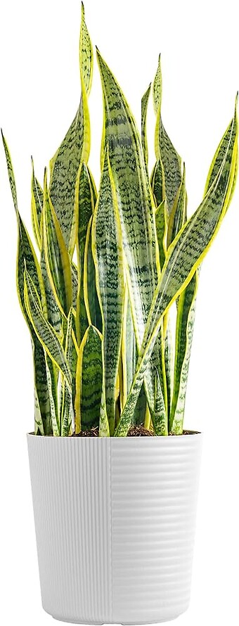 Snake Plant